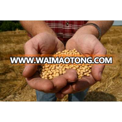 soybean seed / soyabean seed