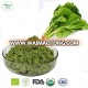 High quality Spinach Leaf Powder