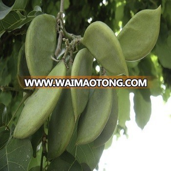 Karanji(Pongamia) - Seed, Pod, Powder